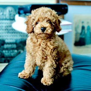 Meet your Posher, Ricardo